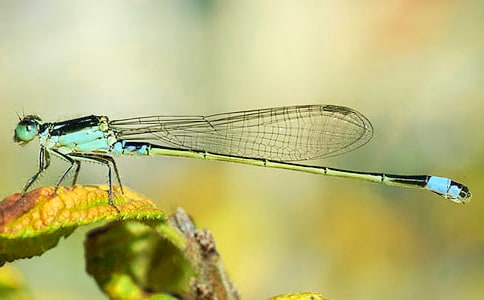 �茑���ѵ��Z������Щ