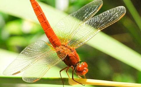 關(guān)于蜻蜓的作文600字三篇