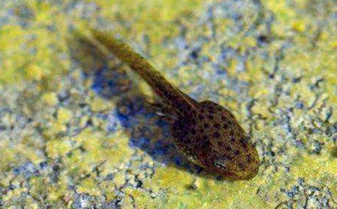 ���P(gu��n)С����ҋ����f�n�壨ͨ��5ƪ��