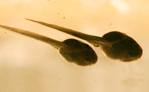 家養(yǎng)蝌蚪吃什么