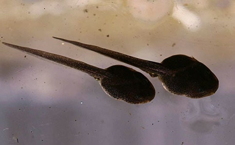 ���¡�С����ҋ������̌W(xu��)��˼���ģ����x5ƪ��