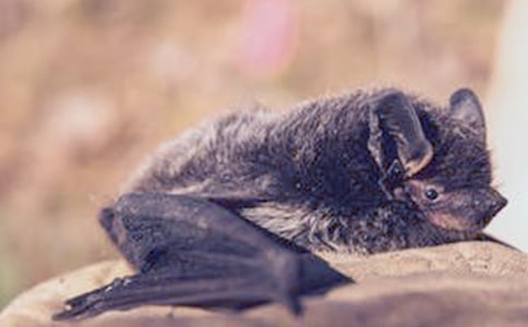 一只蝙蝠350字高三作文