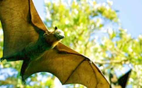 我是一只小蝙蝠小學(xué)作文