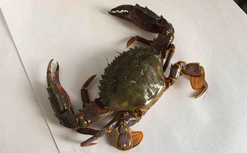 ���Y(ji��)�з�B(y��ng)ֳ����ι�B(y��ng)�����