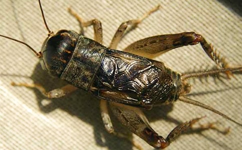 蟋蟀的住宅的評(píng)課稿