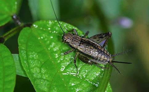 ���סլ�u�n��[�؂�]