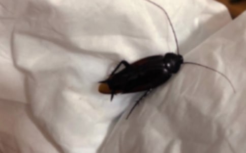 蟑螂的錯(cuò)誤的散文