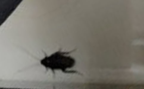 美洲大蠊與蟑螂的區(qū)別