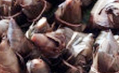 250�����İ�����