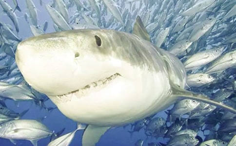 鯊魚(yú)說(shuō)明文(通用43篇)