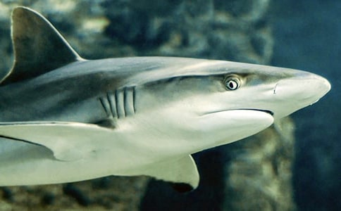 《魚與鯊魚》閱讀答案