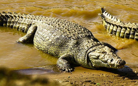 �茑�{�~�ľ���