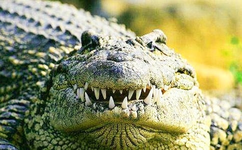 小學(xué)生優(yōu)秀作文500字:鱷魚捕鳥的啟示