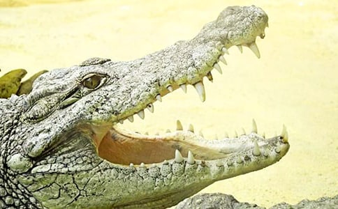 �{�~(y��)̫̫���������x���